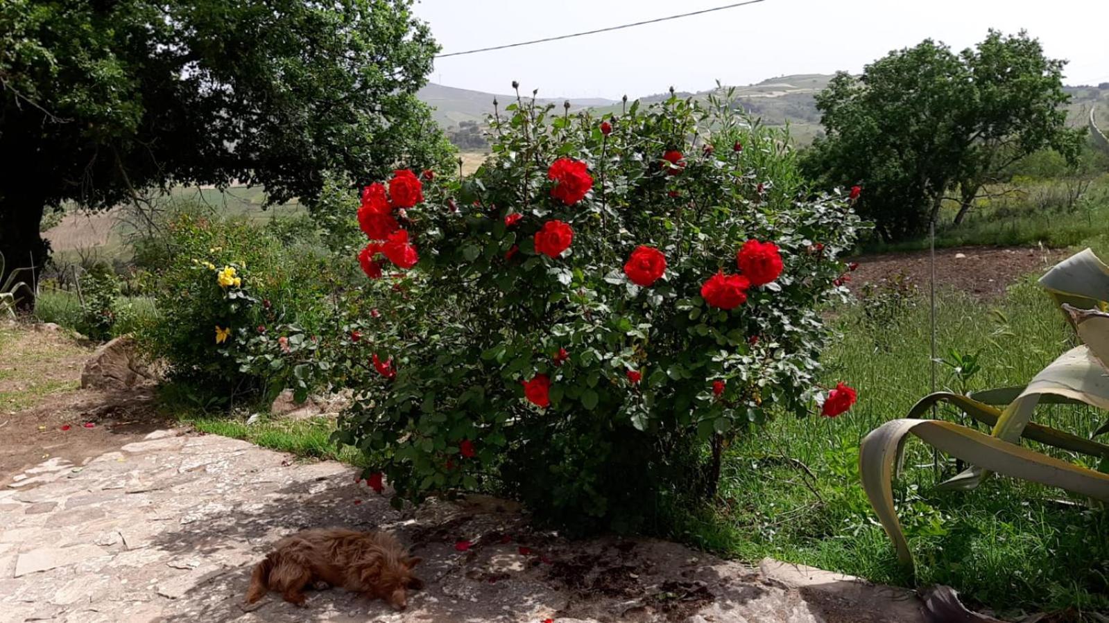 Agriturismo San Pietro 간지 외부 사진