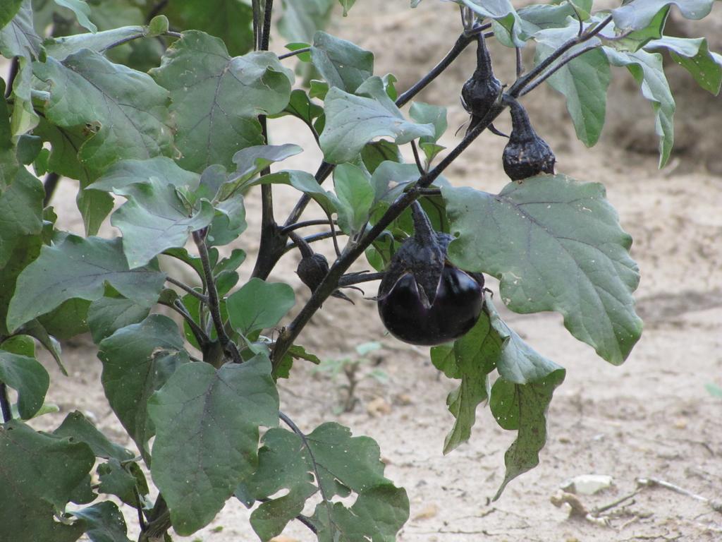 Agriturismo San Pietro 간지 외부 사진